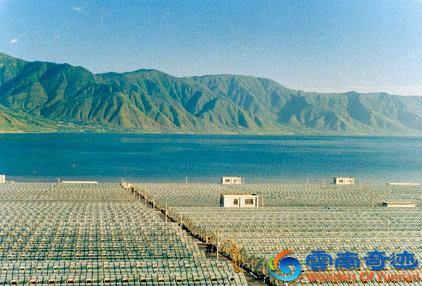 lijiang chenghai lake spirulina industrial farm at the lakeside, yunnan china
