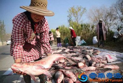 market woman sells fish along the roat during the fishing festival at xinyun lake yuxi yunnan china