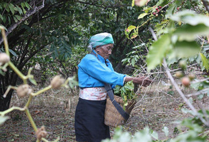 woman picking coffee in yunnan china
