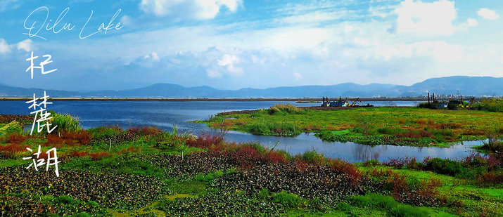 green wetlands of qilu lake kunming yuxi yunnan china