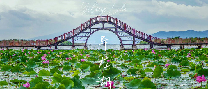 lotus flowers below a bridge at yilong lake honghe yunnan china