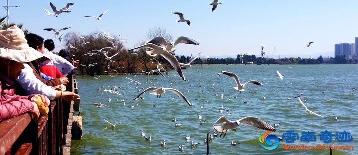 People feeding seagullls at Dianchi Lake in Kunming, Yunnan, China