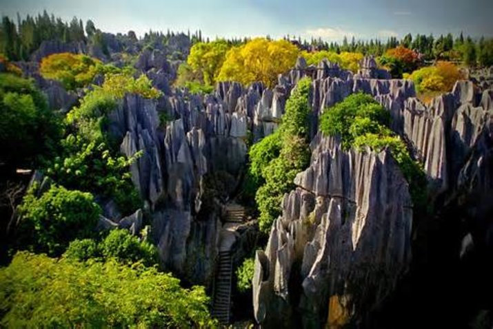 Stone Forest