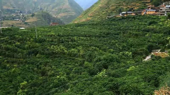 yunnan coffee forest