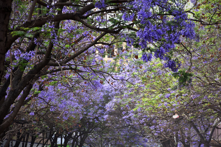 Jacaranda flower Kunming Yunnan China